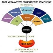 A Symphony of Healthful Benefits